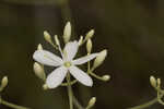 Largeleaf rose gentian